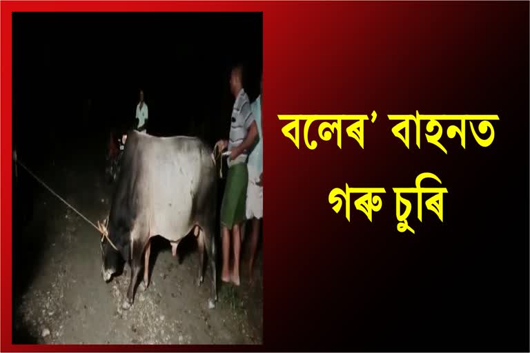 bull-seized-at-kalgachia