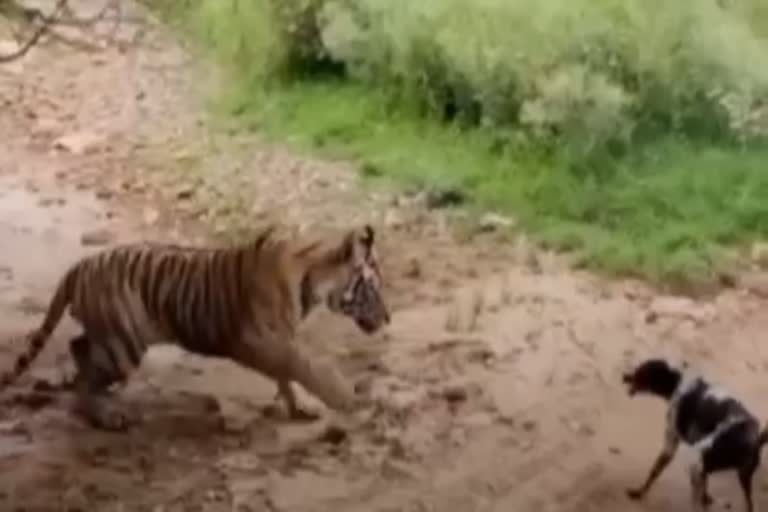 Tiger hunting dog in Sawai Madhopur