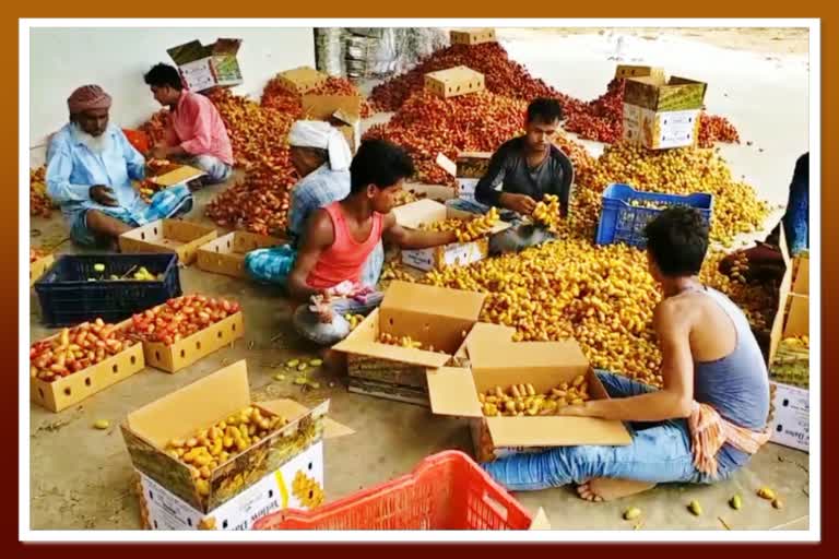 વિદેશમાં બાગાયતી ફળોની માંગ છે તેવા કચ્છી ફળોનો પહેલો પાક બજારમાં