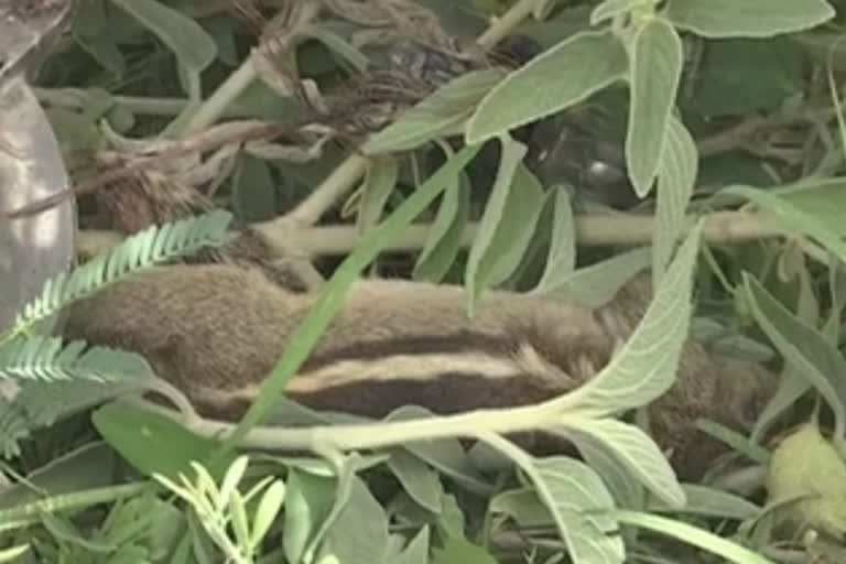 Squirrel Postmortem in Satyasai district