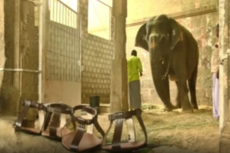 மூட்டு வலி காரணமாக கோவில் யானைக்கு செருப்பு அணிவித்த பக்தர்கள்!!