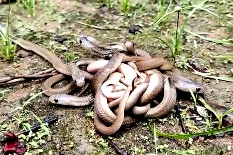 snake in janjgir champa