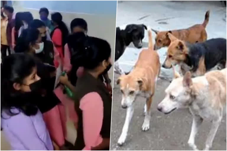 stray dog attack  kollam stray dog attack  kollam stary dog  stray dog attack in kollam  കൊല്ലം തെരുവ് നായ ആക്രമണം  തെരുവ് നായ ആക്രമണം  കൊല്ലം