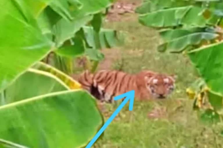 a-tiger-attacked-two-farmers-in-chamarajanagar