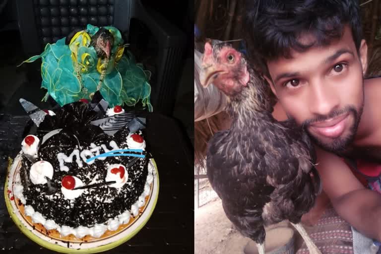 മോട്ടു കോഴി  hen Birthday celebration  കോഴിയടെ പിറന്നാള്‍ ആഘോഷം  കേക്ക് മുറിച്ച് കോഴി  viral stories in social media  trending news in social media  മാലയും ഗൗണും അണിഞ്ഞ് കോഴി