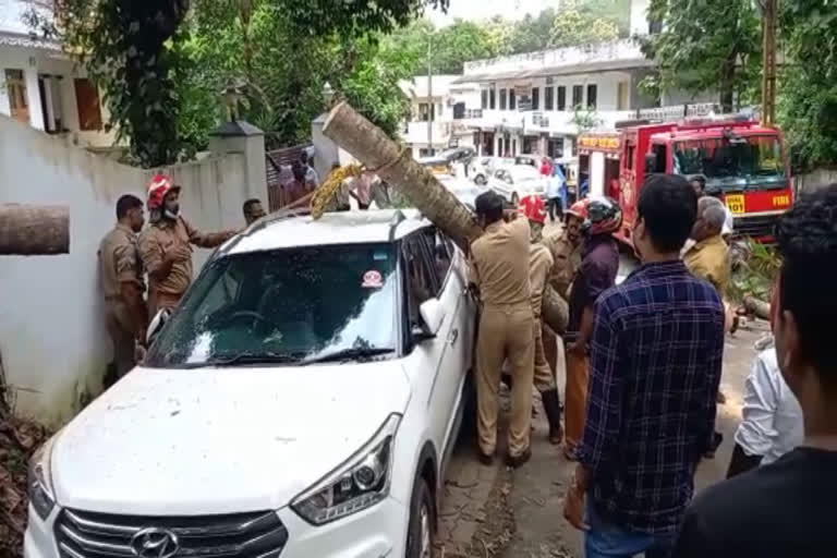 ettumanoor  Coconut tree fell top of car  കാറിന് മുകളില്‍ തെങ്ങ് വീണു