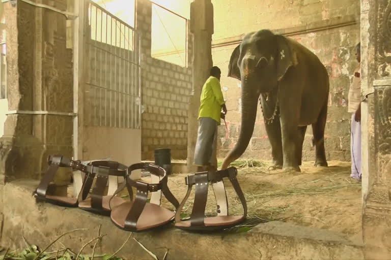 Devotees donated sandals for elephant tirunelveli