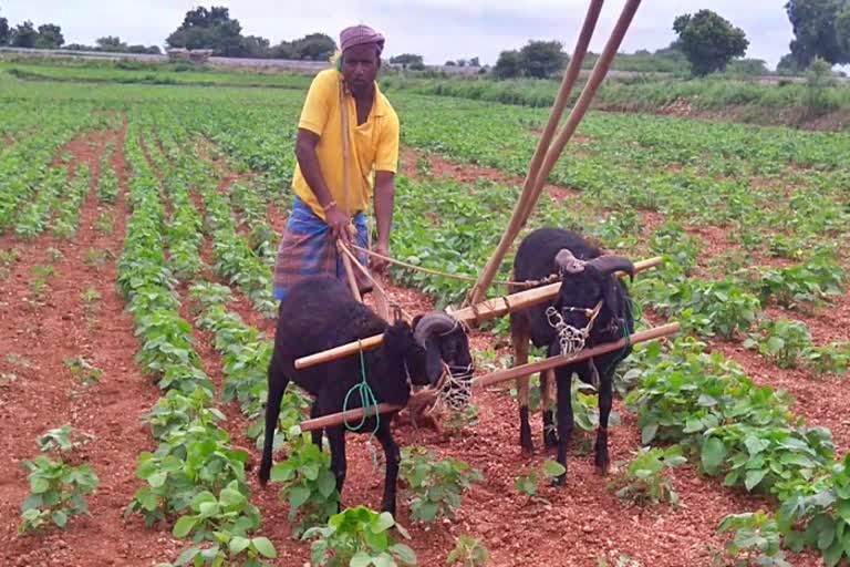 a-farmer-from-haveri-plowing-land-using-rams