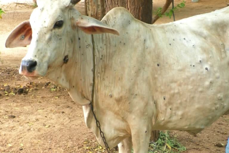The disease has spread to cattle in Kutch, frightening farmers and pastoralists