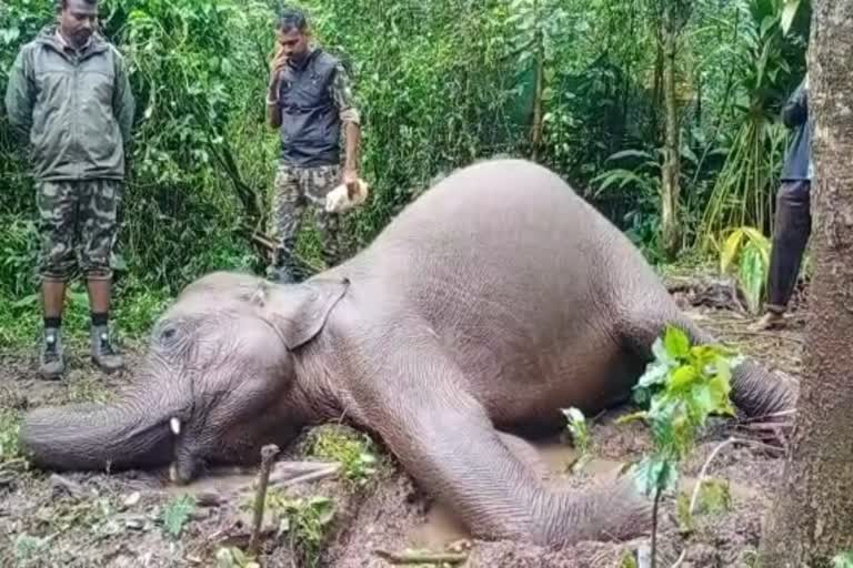 idukki wild elephant death  elephant dead body found in vandiperiyar  wild elephant dies of electrocution in idukki  കുട്ടിയാന ചരിഞ്ഞ നിലയില്‍  വണ്ടിപ്പെരിയാര്‍ കുട്ടിയാന ചരിഞ്ഞു  മൂലക്കയം കുട്ടിയാന ജഡം  കാട്ടാന വൈദ്യുതാഘാതം ചരിഞ്ഞു