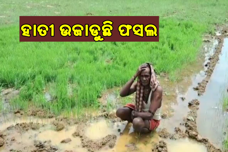 ମକରାପଲ୍ଲୀ ଅଞ୍ଚଳରେ ହାତୀ ଆତଙ୍କ: ଫସଲ ନଷ୍ଟ କରୁଛି ବଣୁଆ ହାତୀ