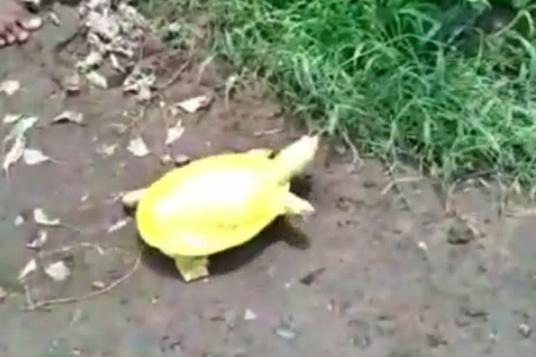 மீன்பிடி வலையில் சிக்கிய அரிய மஞ்சள் ஆமை