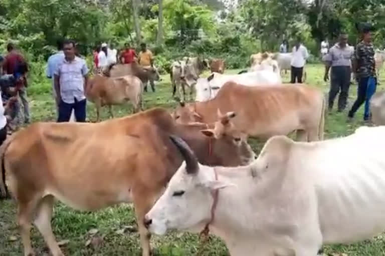 cow market open in teok