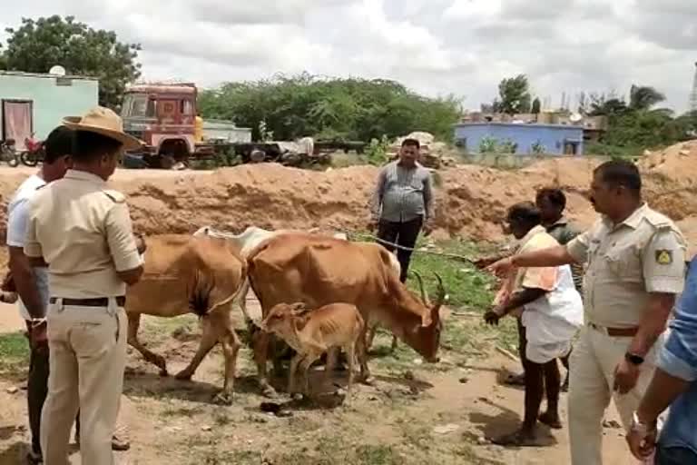 Illegal transport of cows: Kalburgi police protected them