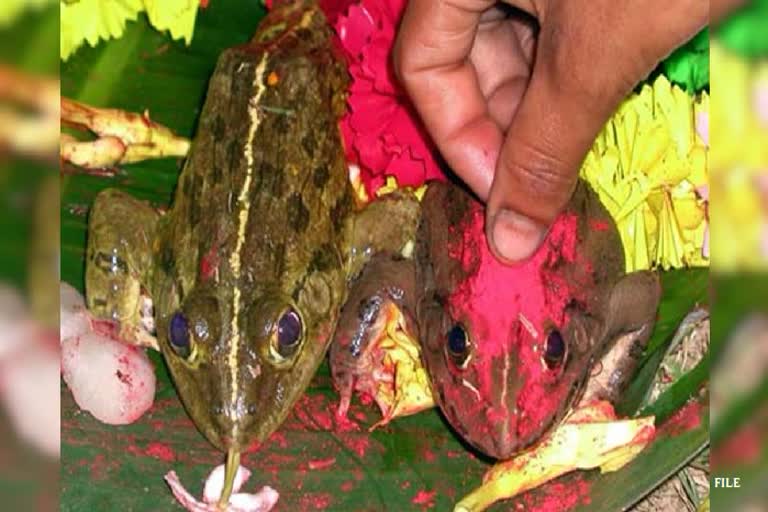 Unique Marriage of Frog For Rain in Balrampur