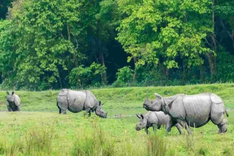 one horn rhino in bengal