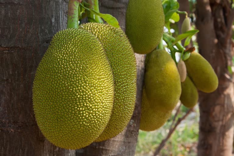 international jackfruit day  അന്താരാഷ്ട്ര ചക്ക ദിനം  ചക്ക പോഷക ഗുണങ്ങള്‍  jackfruit health benefits  jackfruit day 2022  jackfruit nutrition  ചക്ക കഴിച്ചാലുള്ള ഗുണങ്ങള്‍