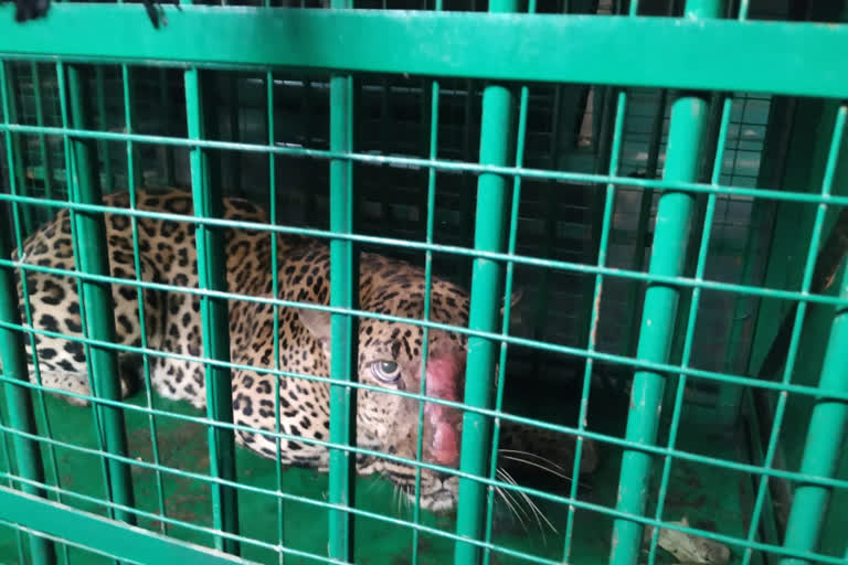 Panther trapped in cage