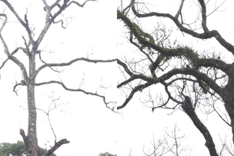 idukki national highway side trees raised danger  ഇടുക്കി ദേശീയപാതയോരത്ത് അപകട ഭീഷണിയുര്‍ത്തി മരങ്ങള്‍  idukki todays news  ഇടുക്കി ഇന്നത്തെ വാര്‍ത്ത  idukki national highway road side  kochi dhanushkodi national highway road from idukki