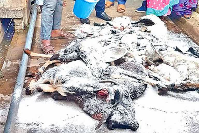 rotten meat sales in vijayawada