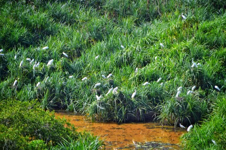 mundigekare-of-shirsi-is-the-breeding-ground-of-herons