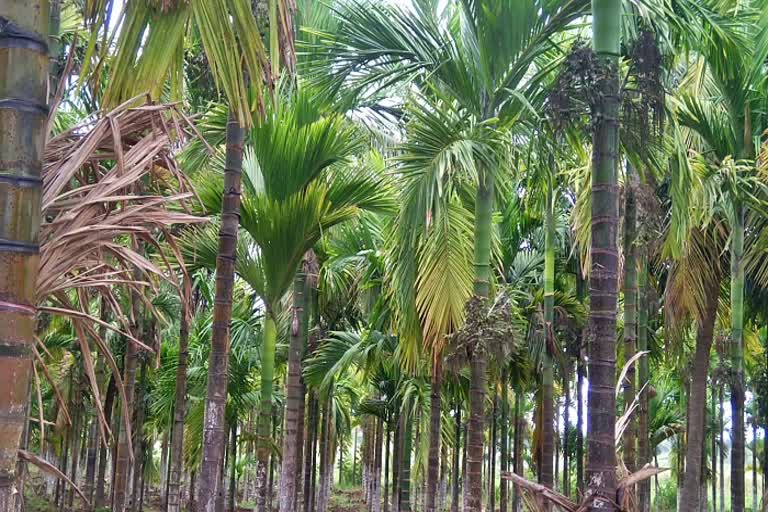 farmers-demands-for-areca-crop-subsidy