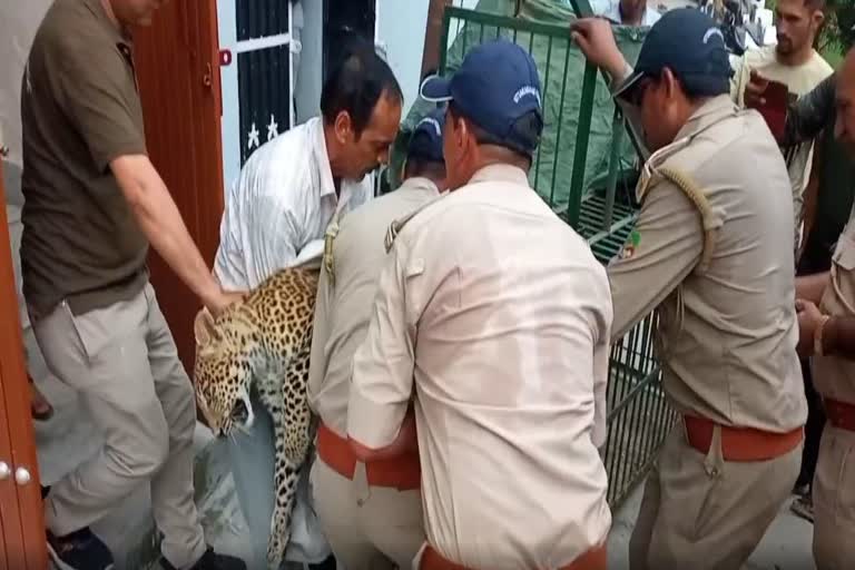 Srinagar leopard rescue