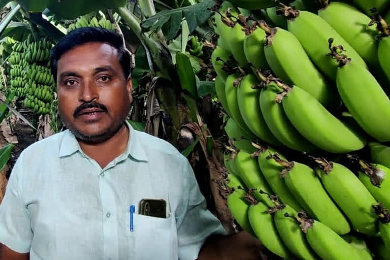 Nanded bananas