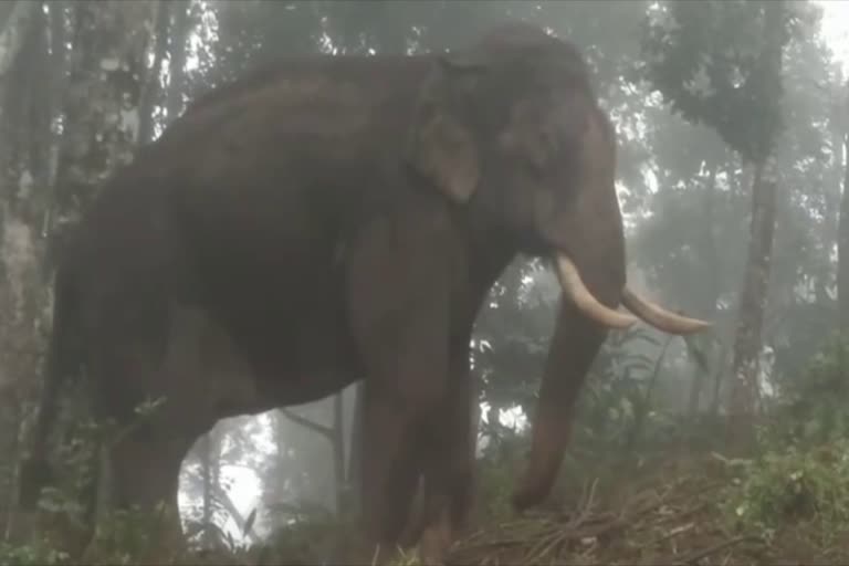 കാട്ടാന ശല്യത്തിൽ പൊറുതിമുട്ടി സിംഗുകണ്ടത്തെ കര്‍ഷകർ  കൃഷി നശിപ്പിച്ച് കാട്ടാനക്കൂട്ടം  ഇടുക്കിയിൽ വൻ കൃഷി നാശം  കാട്ടാന ശല്യം രൂക്ഷം  wild elephant attack at idukki singukandam  wild elephant attack  elephant and farmers at idukki  kerala elephant attack  chinnakanal wild elephant attack