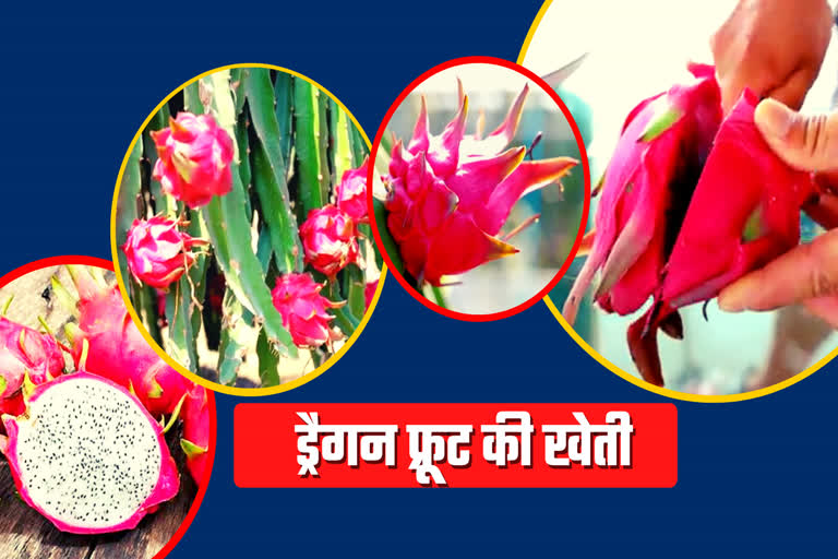 srinagar Dragon fruit cultivation