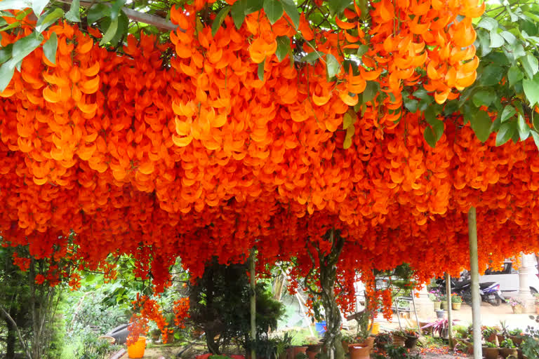 Rajakumari Daivamatha Church  Jade wine bloom at Rajakumari Daivamatha Church  ചുവപ്പിന്‍റെ വസന്തം തീര്‍ത്ത് ദേവമാതാ പള്ളി  ചുവപ്പിന്‍റെ വസന്തം തീര്‍ത്ത് ജേഡ് വൈന്‍ വിരിഞ്ഞു  ഫിലിപ്പിയൻ ജേഡ് വൈൻ