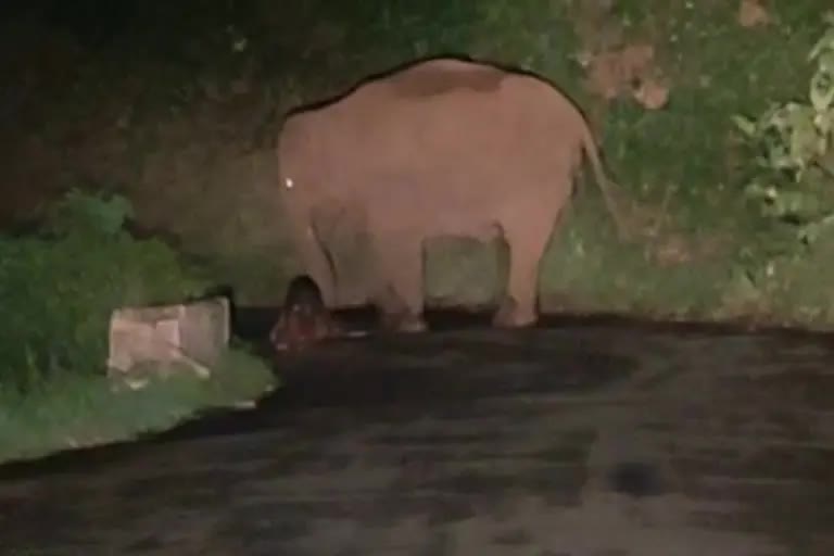 Elephant birth blocks road in Kerala