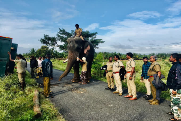 2 பேரை கொன்ற காட்டு யானையை பிடிக்க களமிறங்கிய கும்கி யானைகள்!!