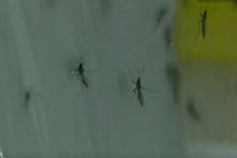 मच्छर जो डेंगू और चिकनगुनिया का खात्मा करेगा