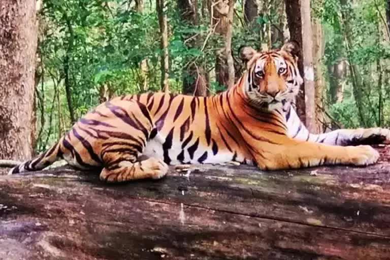 two tigers in Palamu Tiger Reserve