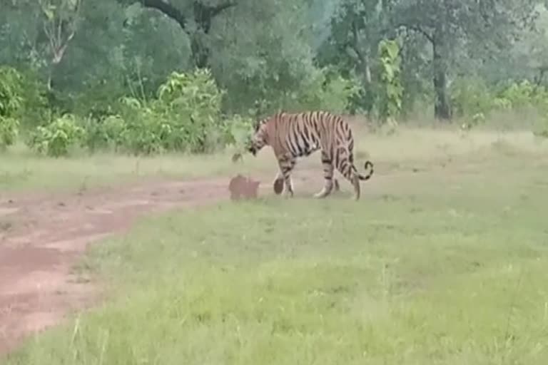Proposal to make Nauradehi Sanctuary a Tiger Reserve under consideration