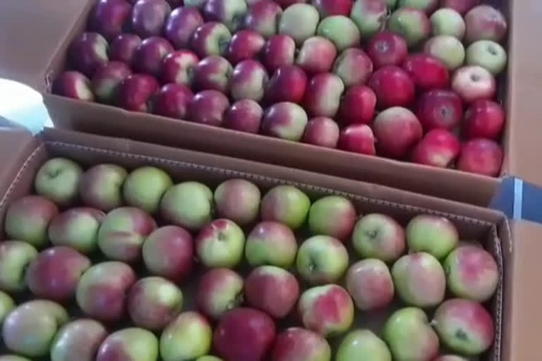 Apples in wine boxes in Shimla