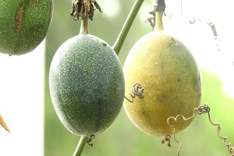 கொடைக்கானலில் தொடங்கியது பேஷன் ஃபுருட் சீசன்!