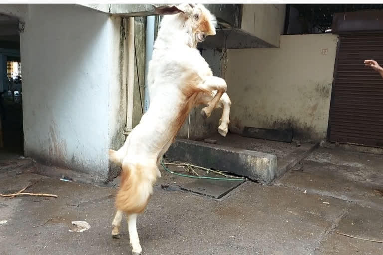 Rambo Goat of Pune