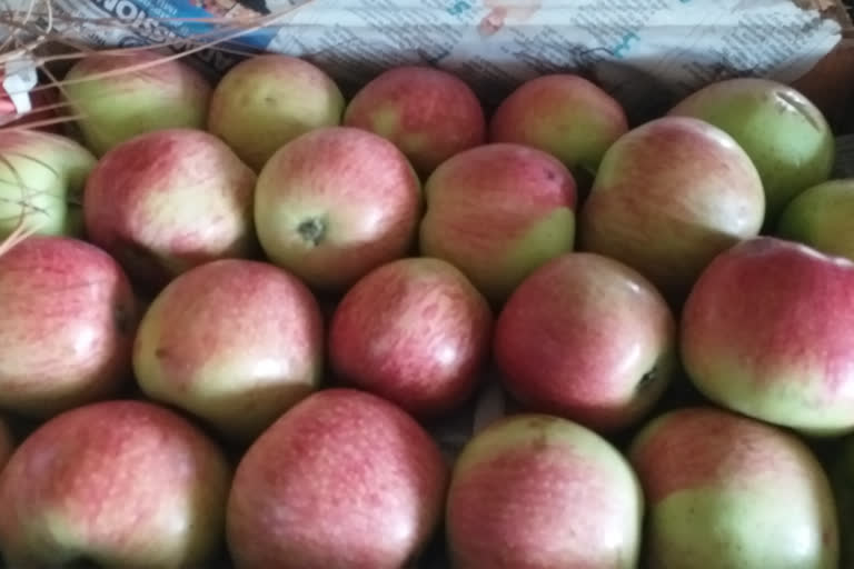 Uttarakhand Apple growers