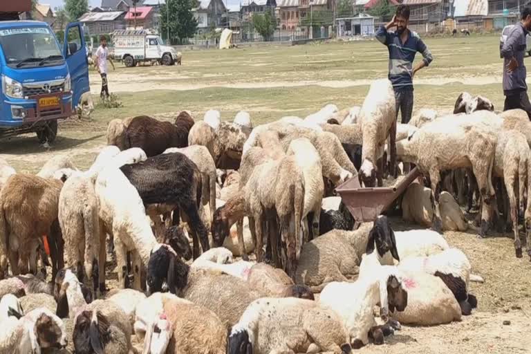 sacrificial-animals-being-sold-at-higher-rates-as-eid-nears-in-kashmir