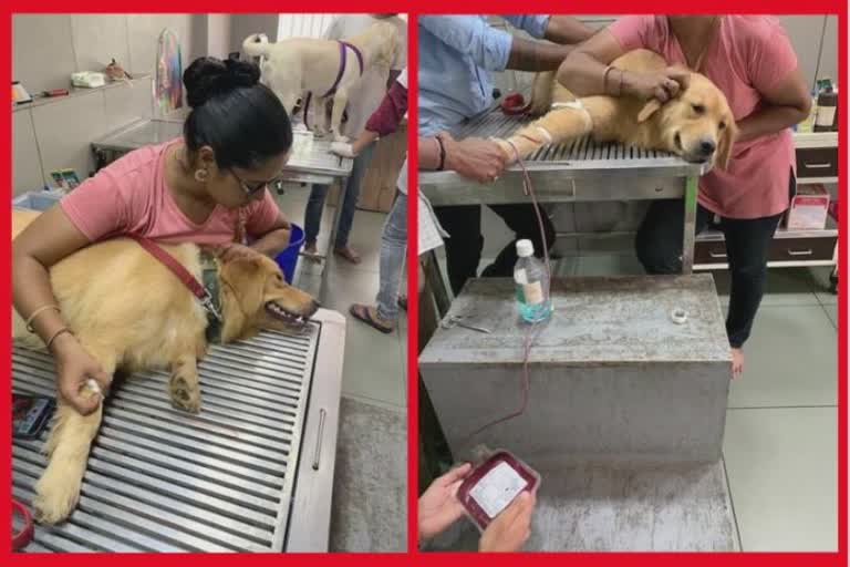 Blood donation by dog in Vadodara : શ્વાન દ્વારા શ્વાનને રક્તદાન! પ્રાણીઓ માટે બ્લડ બેંકની છે જરુરિયાત