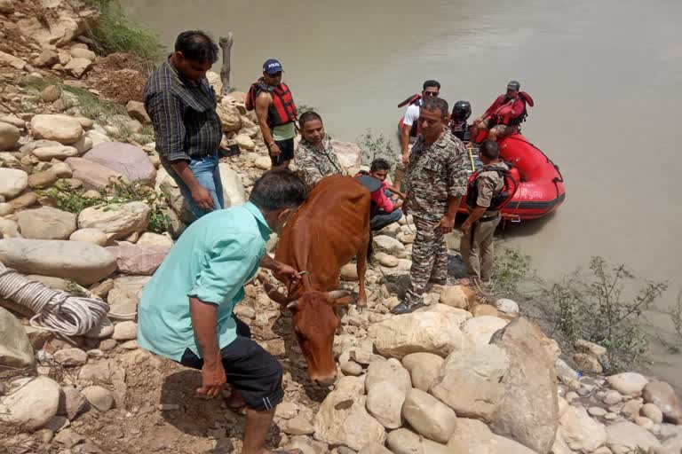 Successful rescue operation of cow trapped in the lake of Srinagar GVK project