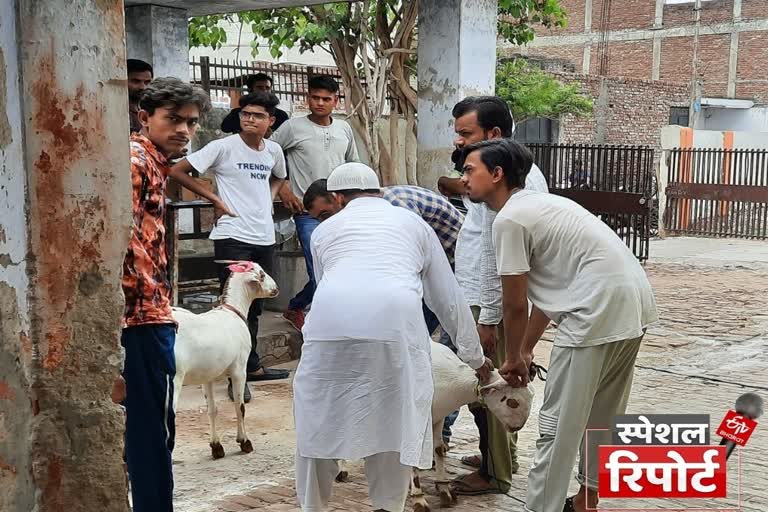 आगरा में बकरे हो रहे बीमार.