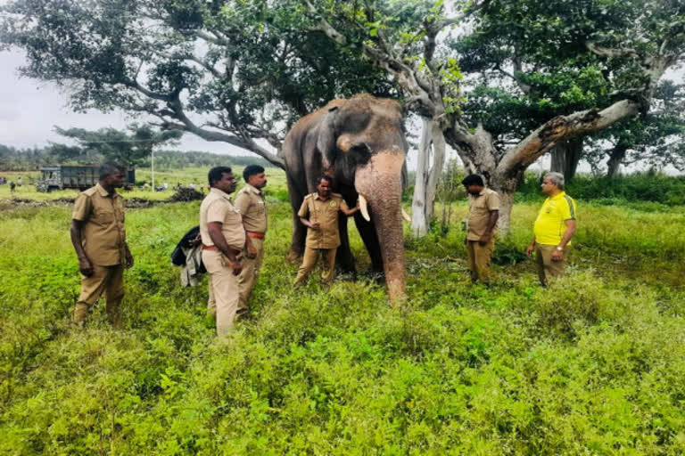 ஈரோடு மாவட்டம் தாளவாடி மலைப்பகுதியில் இரவில் திரியும் ஒற்றை காட்டு யானையை கும்கிகள் மூலம் காட்டுக்குள் விரட்ட வனத்துறை நடவடிக்கை