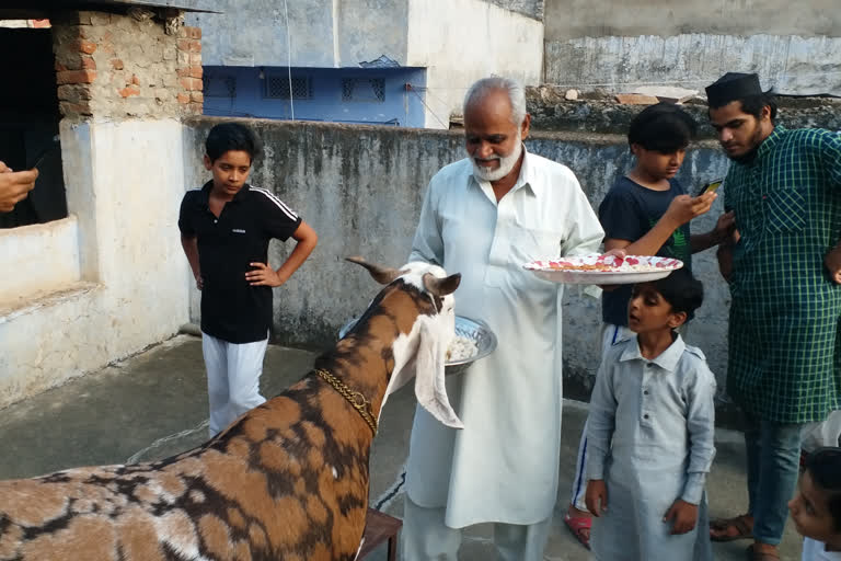 Sacrificial Animal Eats Dry Fruit