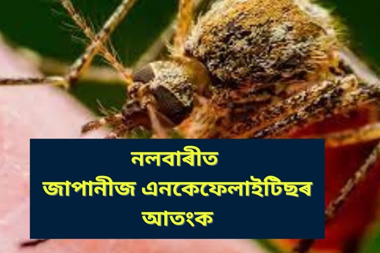 japanese encephalitis outbreak at jayasagar in nalbari