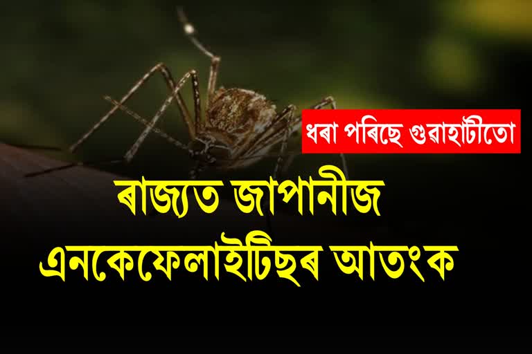 Japanese encephalitis in Assam