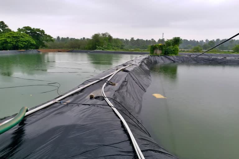 shrimp-farming-in-mangalore