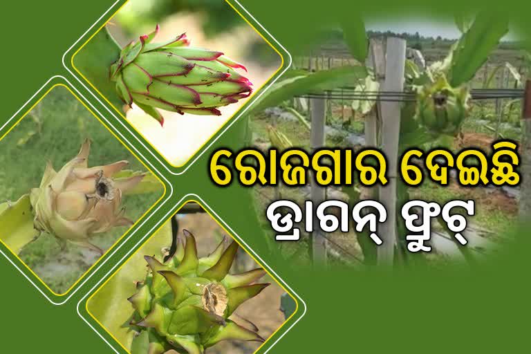 ରୋଜଗାର ଦେଇଛି ଡ୍ରାଗନ ଫ୍ରୁଟ